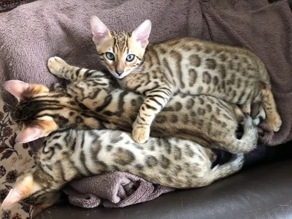 bellissimi gattini del bengala | Foto 0