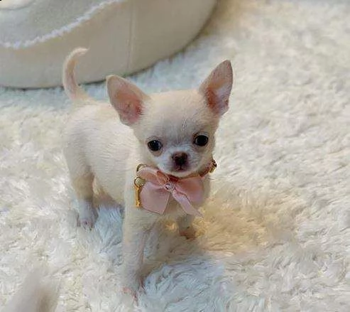 disponibili cuccioli di chihuahua bellissimi e vivacissimi di 70 giorni
