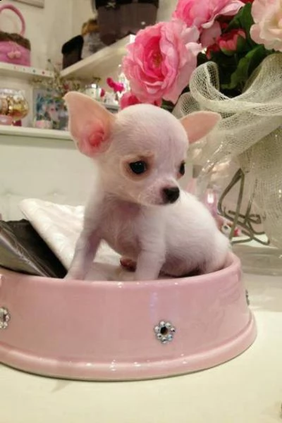 cediamo cuccioli di chihuahua bellissimi puri e giocarelloni di 2 mesi 