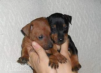 bellissimo cucciolo di pincher mini toy buonissimo dolcissimo e sanissimo 