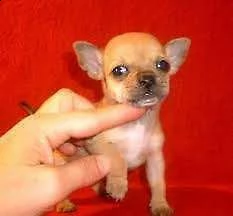 disponiamo cucciolo di pincher mini toy buonissimi intrigantissimo e vivacissimo