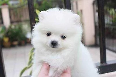 disponibili cuccioli di spitz pomerania toy affettuosissimi e intelligentissimi
