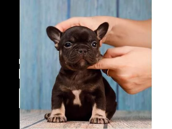  cucciolata di bulldog francese perfetti e vivacissimi di 70 giorni 