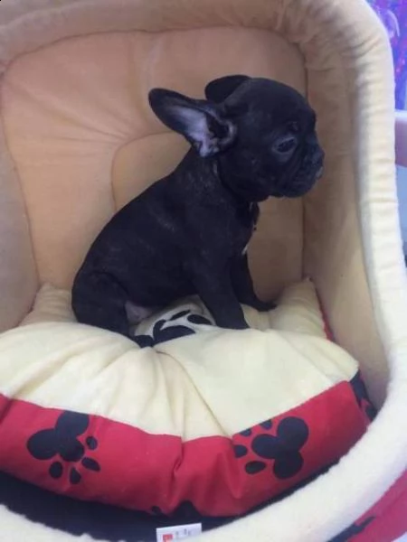 teneri cucciolini bulldog francese affettuosissimi gentilissimi e tenerissimi