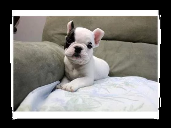 cedesi cucciolini bulldog francese simpaticissimi eccellentissimi e favolosissimi d