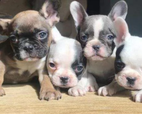 favolosi cucciolini bulldog francesi favolosissimi di 2 mesi e mezzo 