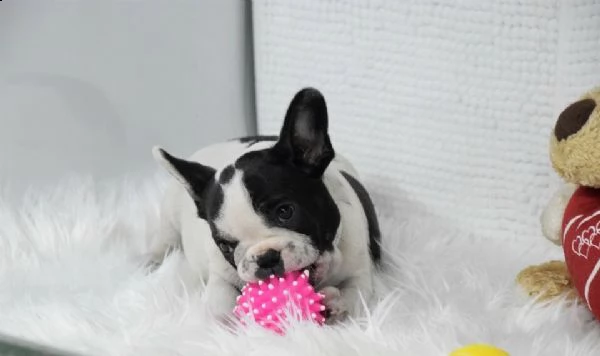 disponibile cucciolo maschietto di bouledogue bulldog francese.