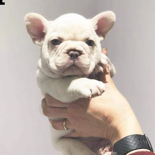 teneri cucciolini bulldog francese buonissimi tenerissimi e originalissimi