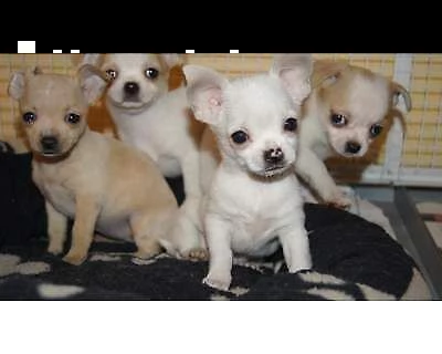 affettuosi cucciolini chihuahua pincher mini mini piccolissimi dolcissimi