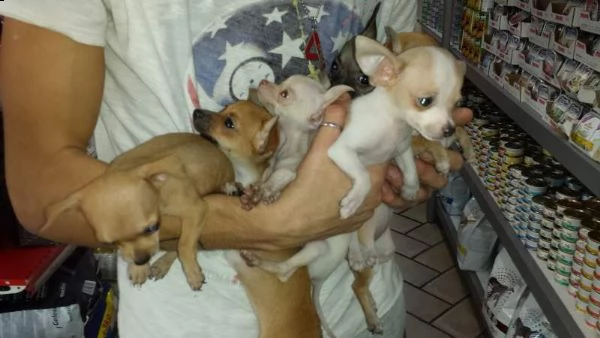 mini mini cucciolini chihuahua pincher toys sanissimi piccolissimi 