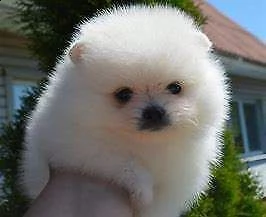 affettuosissimo cucciolo di spitz mini toy buonissimo inteligentissimo