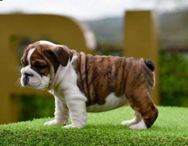 simpatici cuccioli di bulldog inglese | Foto 0