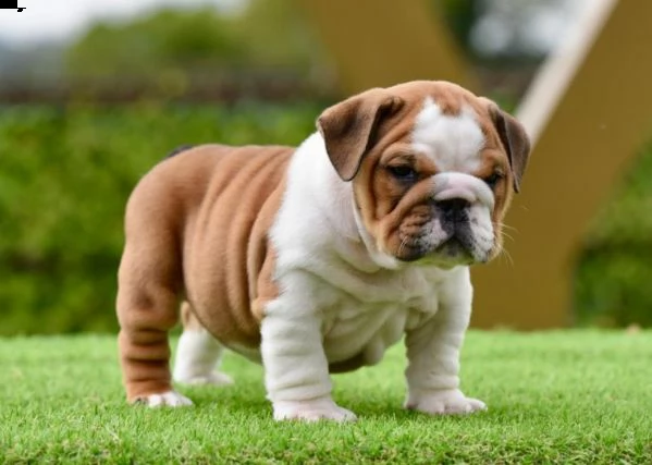simpatici cuccioli di bulldog inglese