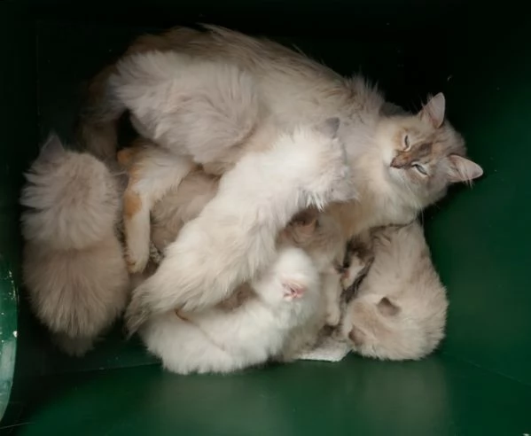 cuccioli di  siberiani | Foto 0