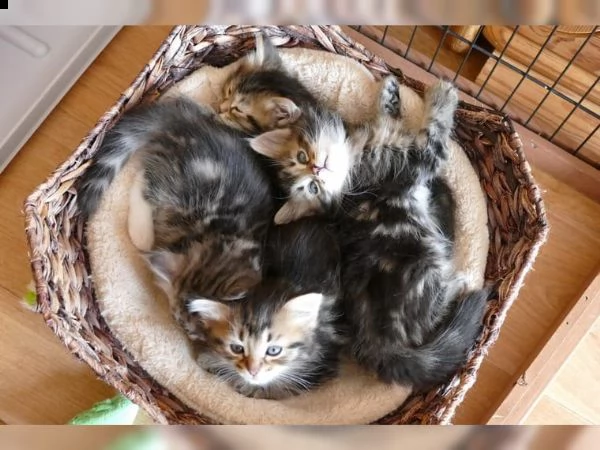 cuccioli di  siberiani