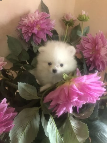  spitz pomerania nano 
