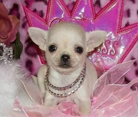 disponiamo cucciolini chihuahua mini mini bellissimi 