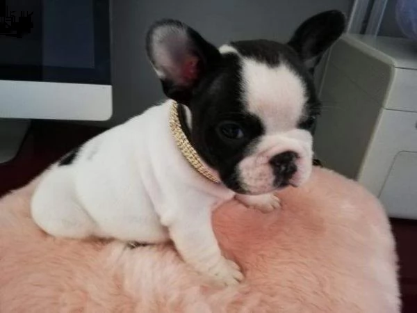 disponiamo cuccioli di bulldog francese bellissimi e buonissimi 