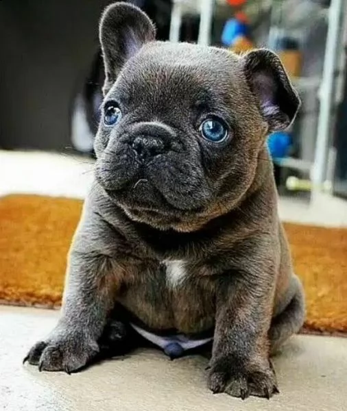 cuccioli di bulldog blu esemplari meravigliosi cuccioli bellissimirrr