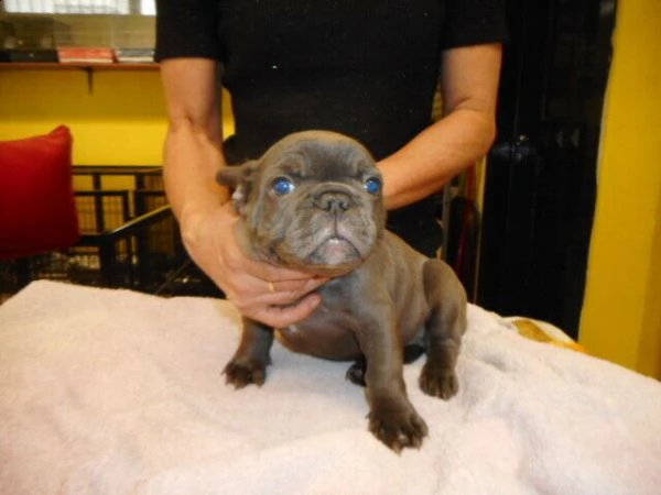  bulldog francese blu .... bulldog francese blu 