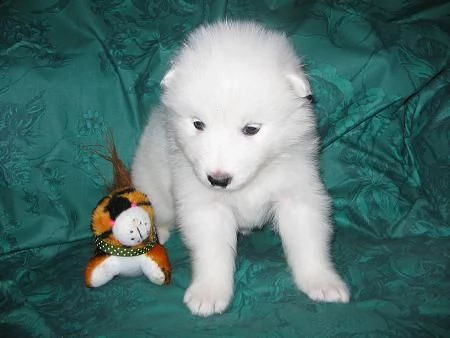  cuccioli di razza samoiedo