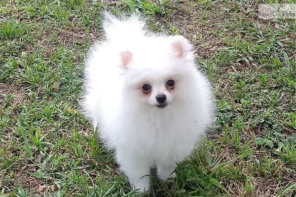 bellissimi cucciolata di cuccioli pomerania