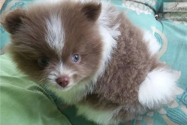 bellissimi cucciolata di cuccioli pomerania | Foto 2