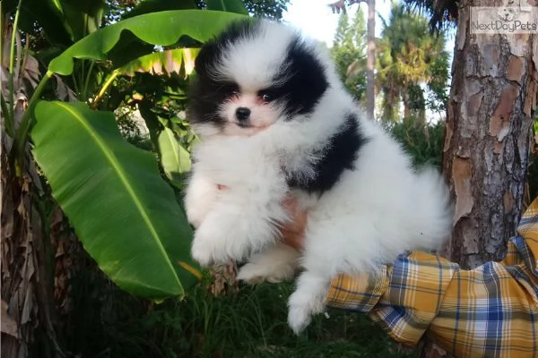 bellissimi cucciolata di cuccioli pomerania | Foto 1