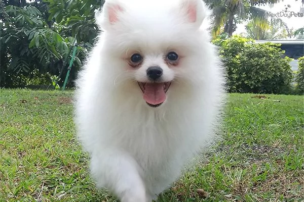bellissimi cucciolata di cuccioli pomerania | Foto 0