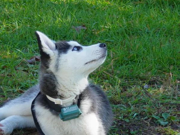 cuccioli siberian husky occhi blu bianco nero | Foto 2