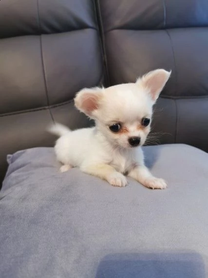 ** splendidi cuccioli di chihuahua a pelo lungo di razza pura **