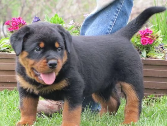 cuccioli rottweiler