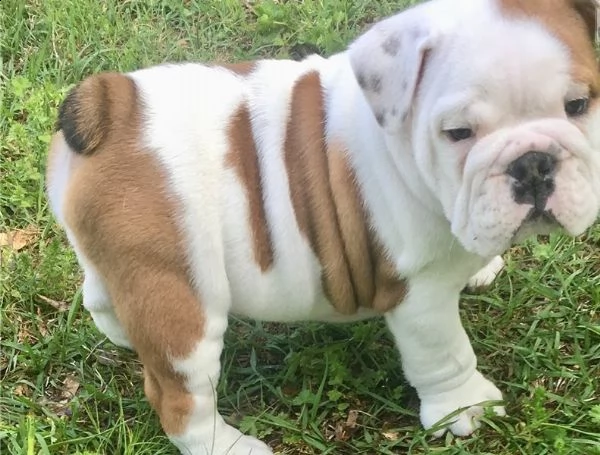 regalo cuccioli bulldog inglese per l'adozione