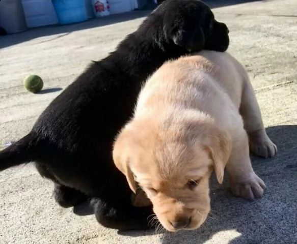 regalo adorabili cuccioli di la labrador chicolato