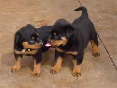pura razza cuccioli di rottweiler per adozione adorabili 