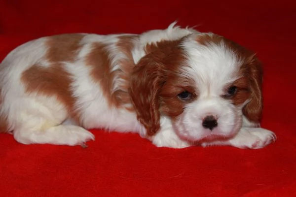 cavalier king maschi e femmine