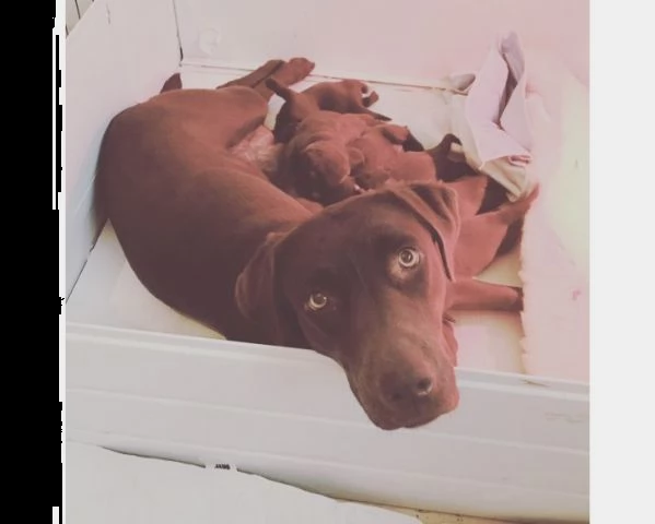 cuccioli labrador cioccolato maschi femmine | Foto 3