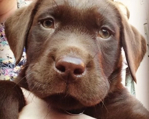 cuccioli labrador cioccolato maschi femmine
