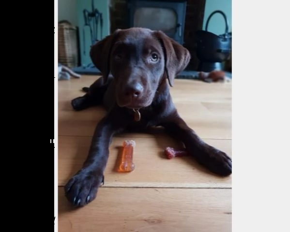 cuccioli labrador cioccolato maschi femmine | Foto 1
