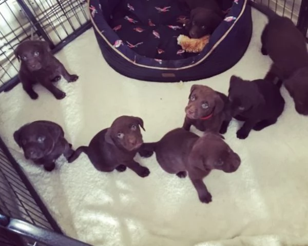 cuccioli labrador cioccolato maschi femmine | Foto 0