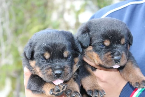 Meravigliosi Cuccioli Di Rottweiler | Foto 2