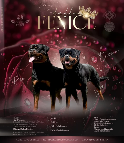 Meravigliosi Cuccioli Di Rottweiler