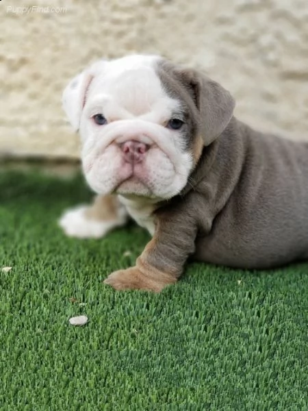  cucciolo bulldog inglese#