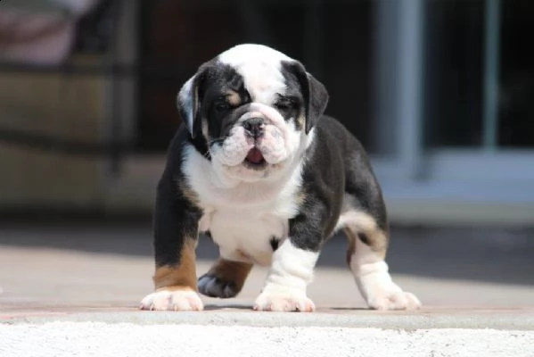 cucciolo bulldog inglese>><<>?