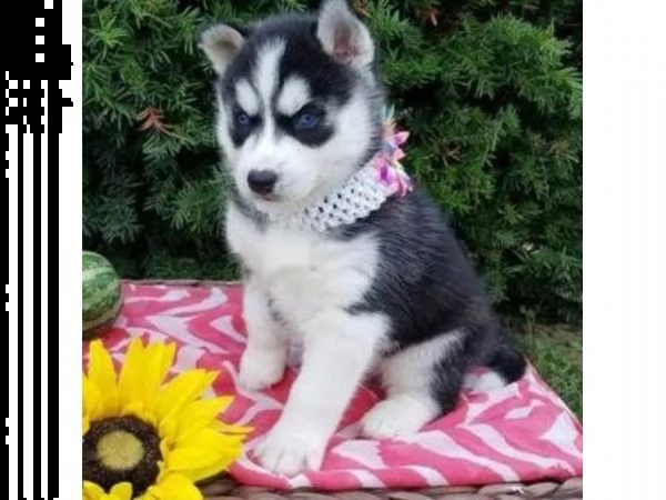  cucciolo di siberian husky..#