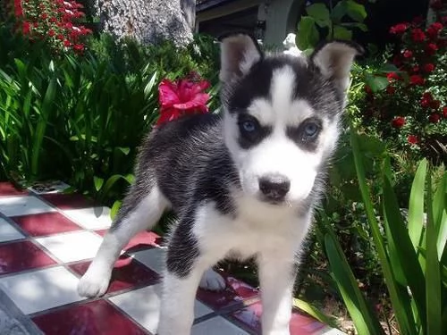  cucciolo di siberian husky!$!