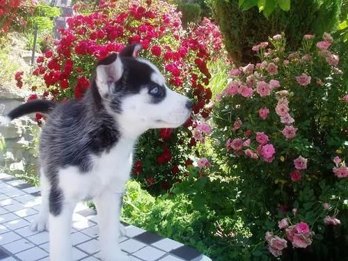  cucciolo di siberian husky*;