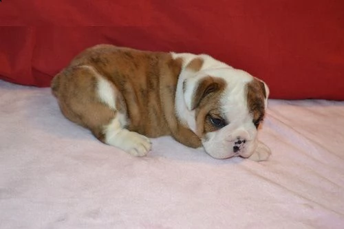 cucciolo bulldog inglese#