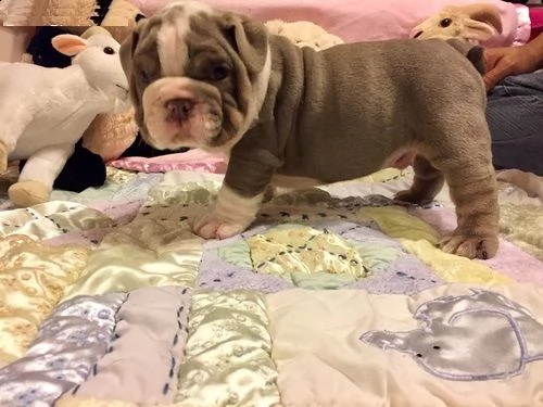 cucciolo bulldog inglese]