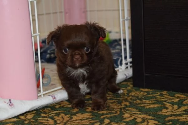 splendidi cuccioli di chihuahua a pelo lungo di razza pura **